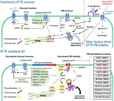 Peripheral Protein Quality Control as a Novel Drug Target for CFTR Stabilizer